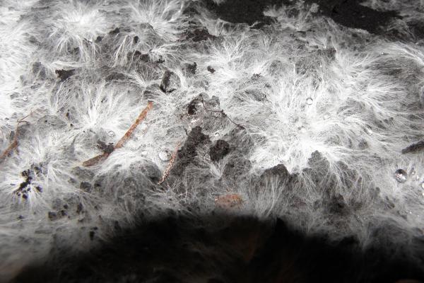1024px mycelium rh 9
