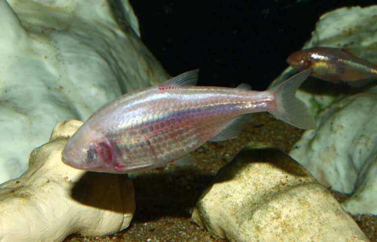 2048px astyanax mexicanus 01 768x493