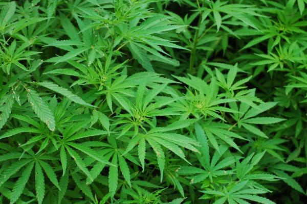 Hemp