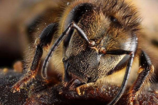 Honey bee portrait crp