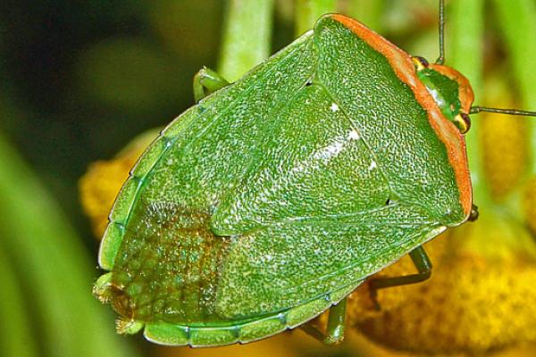 Pentatomidae cropped