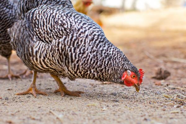 chickenfeed