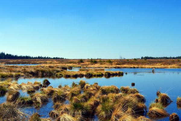 moor 2226019 1920