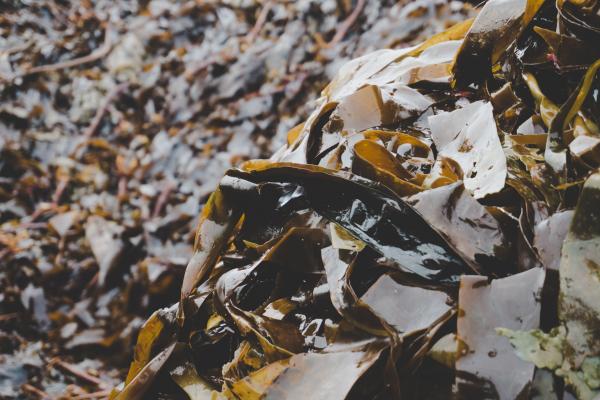 seaweed1