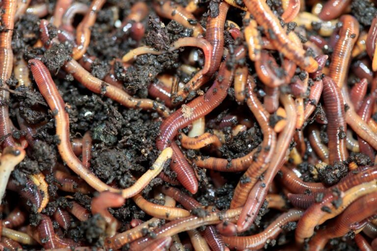 earthworms shutterstock 14311567941 768x512