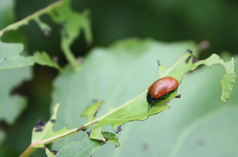 Adult20poplar20leaf20beetle20Chrysomela20populi ChemoSense crop20for20slider1 768x508