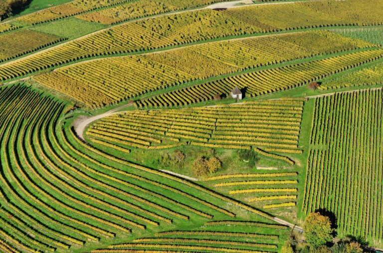 Aerial View   Landschaft Markgraflerland11 768x509