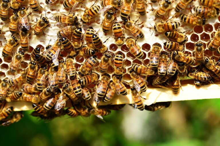 Beehive1 768x512