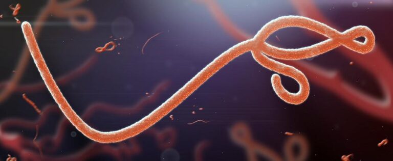 Ebola virus1 768x316