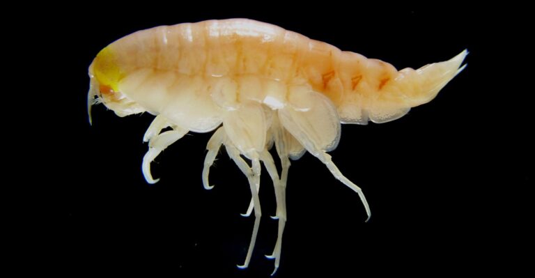 Hirondellea20gigas2 crop1 768x399