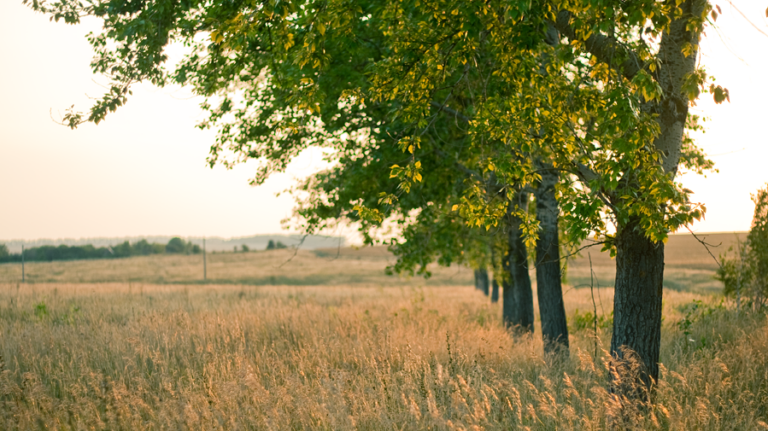 Poplar20trees field1 768x431