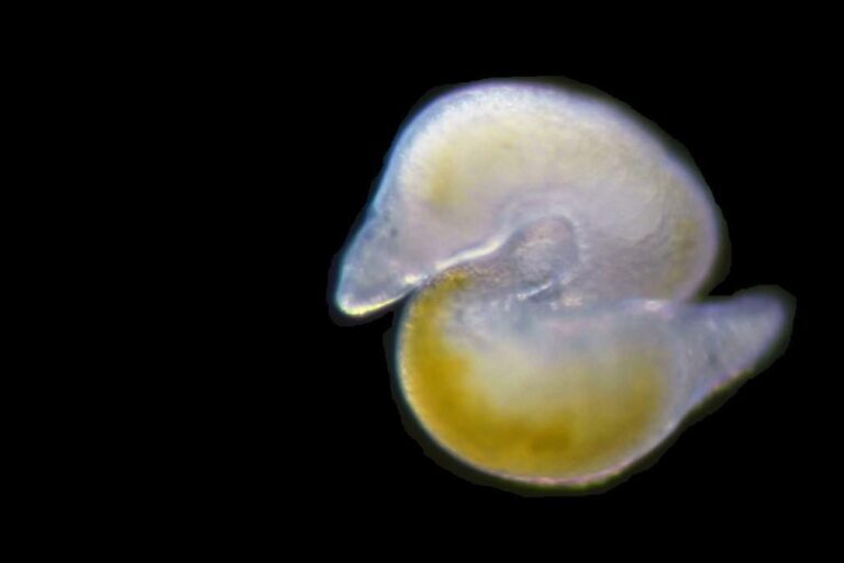 flatworm ed200021 768x513