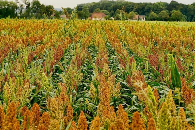 sorghum11 768x512