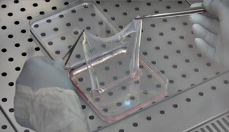Fibrin20cultured20epidermal20sheet20 20©20CMR20Unimore resized9851 768x443