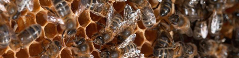 High tech20hives20could20help20the20European20honey20bee20survive20and20thrive 01 768x186