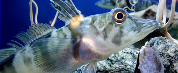 Icefish Chionodraco hamatus 1