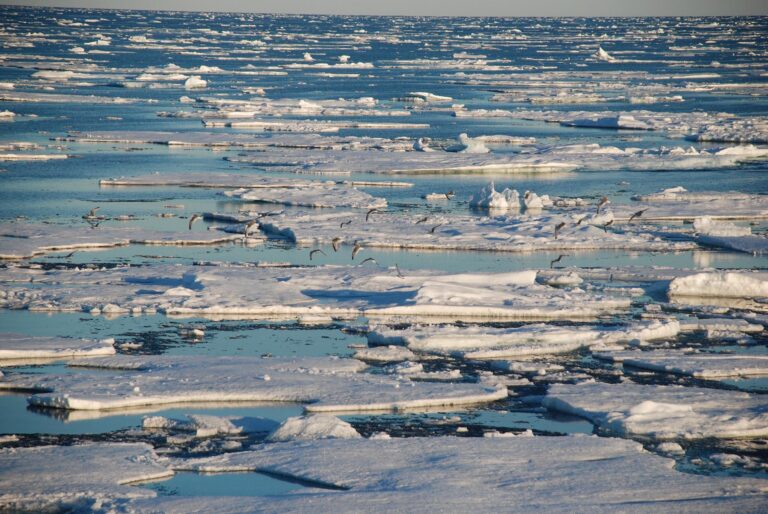 arctic tpados1 768x514