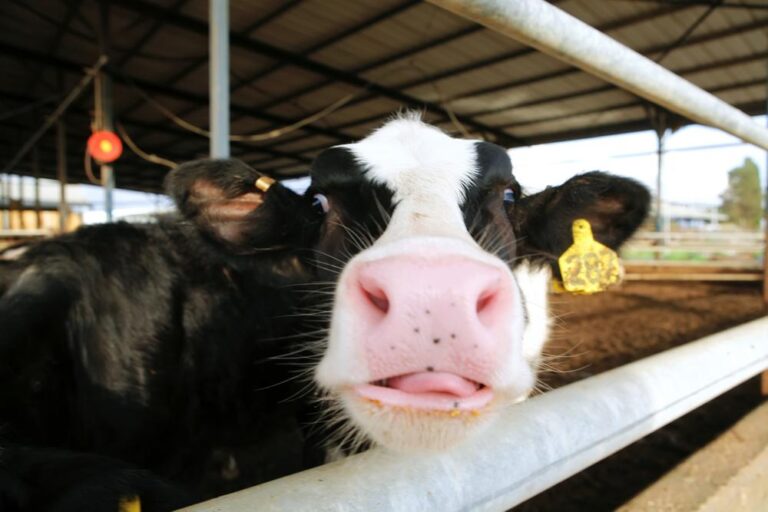cow20burp1 768x512