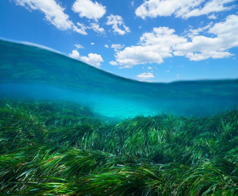 damsea shutterstock 20061132711 768x634