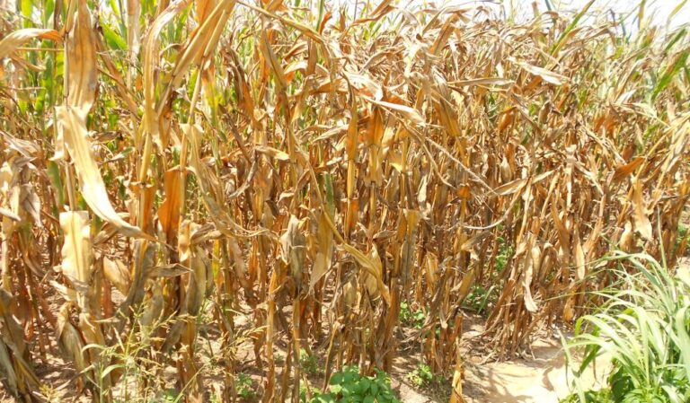 dry20corn1 768x449