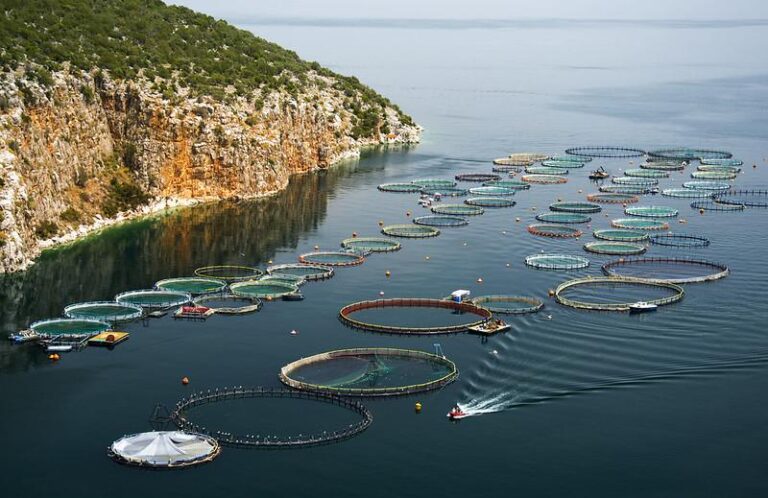 fish farm1 768x498