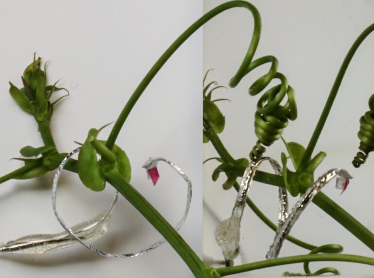 tendril 0102 013561 768x571