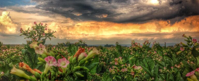 tobacco20cropped1 768x315