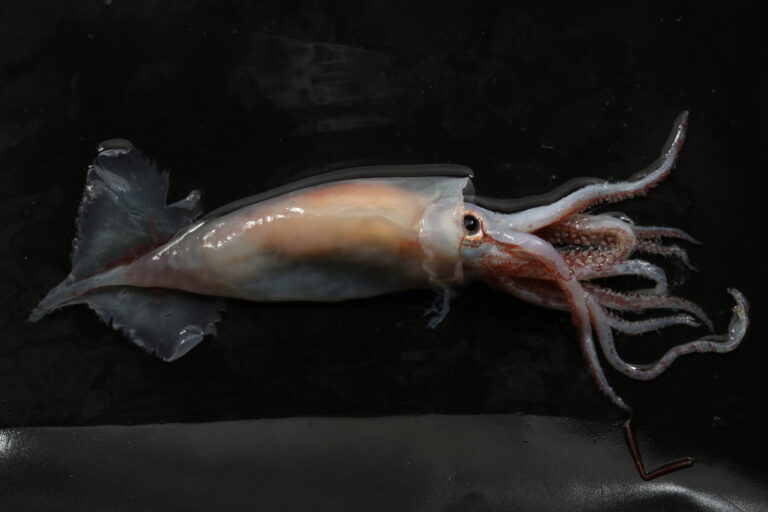 Gonatus20fabricii Olga20Zimina1 768x512