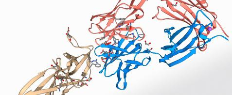Leptin receptor bis1